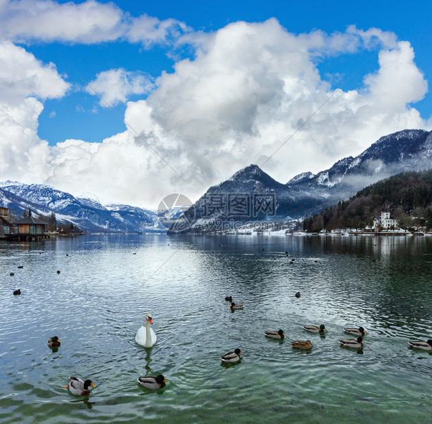 Alpine湖Grundlsee风景奥地利野鸭和天鹅在水上图片