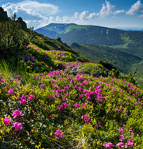 夏季山坡上的粉红玫瑰花closup喀尔巴阡山乌克兰科诺霍拉图片