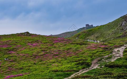 夏季山坡和皮普伊万山的粉红玫瑰花朵后面有天文台的废墟喀尔巴阡山科霍诺拉乌克兰喀尔巴阡山图片