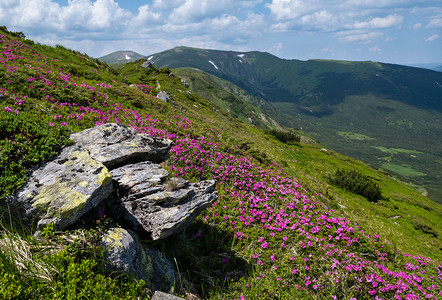 乌克兰科霍诺拉喀尔巴阡山夏季开花坡rhododendronflowers图片