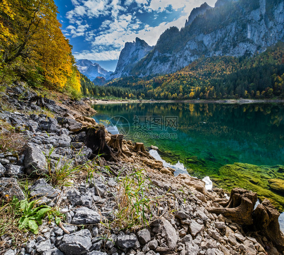 上奥地利Gosauseen或VordererGosausee湖附近的树桩山湖秋天景色多姿彩水和反射清晰透明达赫斯坦峰顶和远处的冰图片