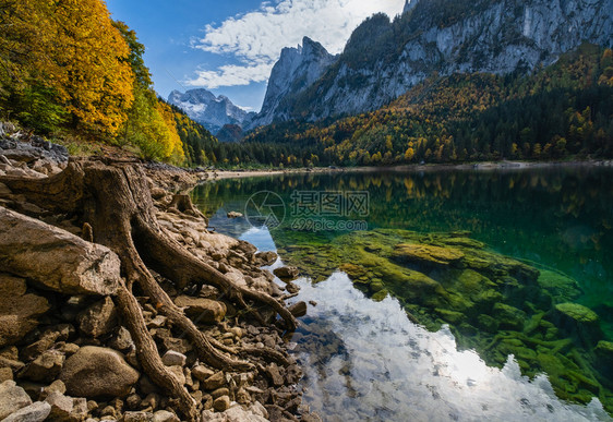 上奥地利Gosauseen或VordererGosausee湖附近的树桩山湖秋天景色多姿彩水和反射清晰透明达赫斯坦峰顶和远处的冰图片