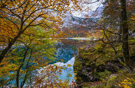 上奥地利州HintererGosausee湖附近森林砍伐后的树桩秋天高山湖景色多彩水和反射清晰透明达赫斯坦峰顶和远处的冰川图片