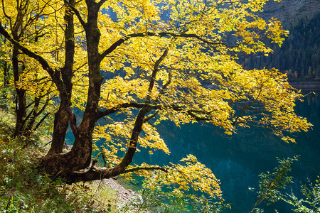 阳光明媚多彩的秋天风景在和平的山湖附近有清晰透明的水和反射物巨木戈萨尤森或上奥地利州VordererGosausee湖图片