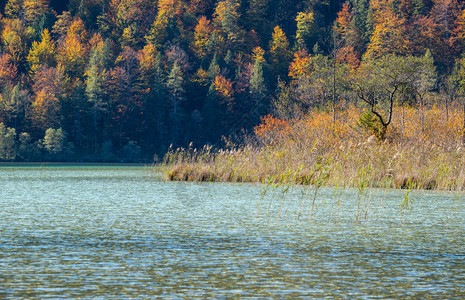 温和的多彩秋天风景和平的秋天阿尔卑斯山脉湖水和反射清晰透明南德湖萨尔兹卡默古特上奥地利图片
