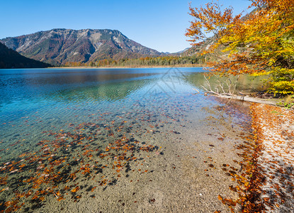温和的多彩秋天风景和平的秋天阿尔卑斯山脉湖水和反射清晰透明南德湖萨尔兹卡默古特上奥地利图片