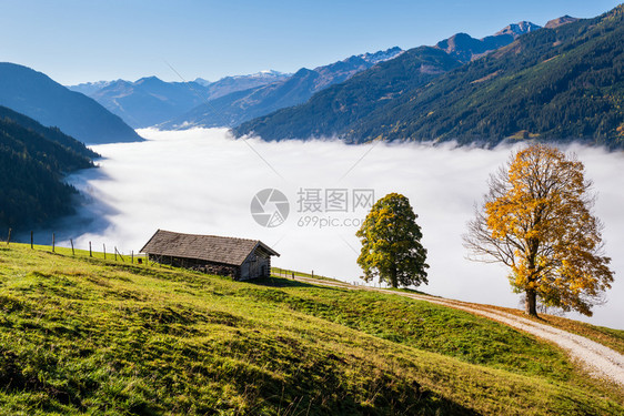 从杜夫加斯坦到帕鲁肯湖的徒步路上孤独的大树景色奥地利萨尔茨堡州图片