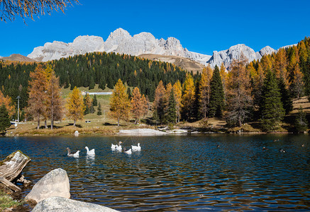 在秋天的阿尔卑斯山池中在离意大利圣佩莱格里诺山口不远的地方TrentinoDolomitesAlps意大利CimaUomo岩石群图片