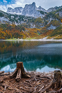 上奥地利州HintererGosausee湖附近森林砍伐后的树桩山湖秋天风景多彩水和反射清晰透明达赫斯坦峰顶和远处的冰川图片