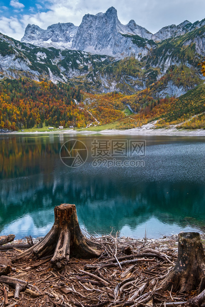 上奥地利州HintererGosausee湖附近森林砍伐后的树桩山湖秋天风景多彩水和反射清晰透明达赫斯坦峰顶和远处的冰川图片