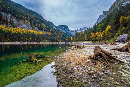 上奥地利Gosauseen湖附近森林砍伐后的树桩山湖秋天风景多彩水和反射清晰达赫斯坦峰顶和冰川远处图片