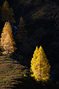 日光照耀的秋色红竹树在黑暗的山丘阴影下阿尔卑斯山高地从远足路线上看克莱纳尔奥地利萨茨堡图片