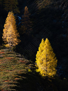 日光照耀的秋色红竹树在黑暗的山丘阴影下阿尔卑斯山高地从远足路线上看克莱纳尔奥地利萨茨堡图片