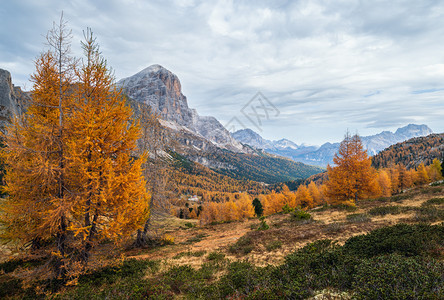 秋天多姿彩的阿尔卑斯山意大利苏格罗Falzarego路的和平景象图片旅行季节自然和乡村美容概念场景图片