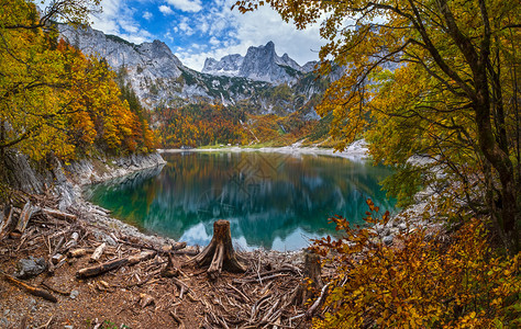 在上奥地利州HintererGosausee湖附近砍伐森林之后的树木立多彩的秋天高山湖水和反射清晰达赫斯坦峰顶和远处的冰川图片