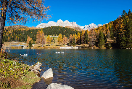 在秋天的阿尔卑斯山池中在离意大利圣佩莱格里诺山口不远的地方TrentinoDolomitesAlps意大利CimaUomo岩石群图片