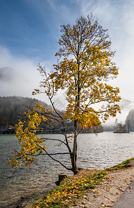 高山秋日雾蒙蒙的科尼格西湖科尼格西山贝赫特斯加登公园巴伐利亚州德国风景如画的旅游季节和自然美景的概念场景图片