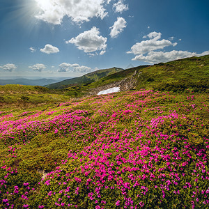 乌克兰科霍诺拉的喀尔巴阡山脉夏季阳光明媚的山丘rhododendronflowers闪烁的斜坡rhododronflowers图片