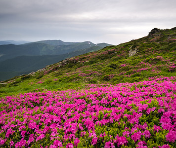 在乌克兰喀尔巴阡科霍诺拉的夏季山脊上喀尔巴阡山脊图片