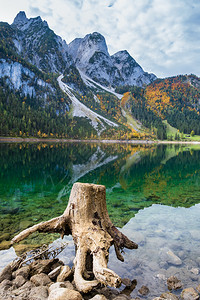 上奥地利Gosauseen或VordererGosausee湖附近森林砍伐后的树桩山湖秋天景色多姿彩水和反射清晰透明达赫斯坦峰顶图片