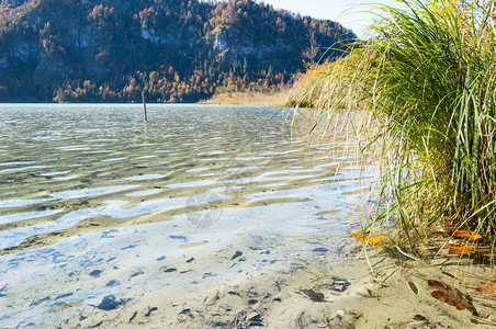 温和多彩的秋天风景和平的阿尔卑斯山保护湖水透明波浪反射落叶在底部萨尔兹卡默古特上奥地利图片