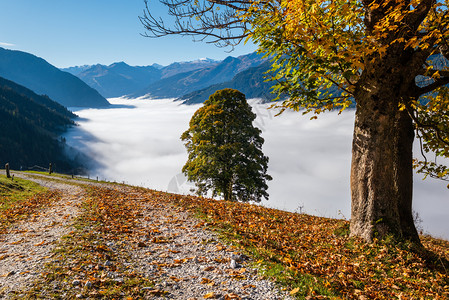 从杜夫加斯坦到帕鲁肯湖的徒步路上孤独的大树景色奥地利萨尔茨堡州图片