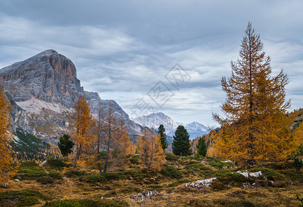 秋天多姿彩的阿尔卑斯山意大利苏格罗Falzarego路的和平景象图片旅行季节自然和乡村美容概念场景图片