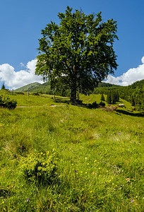 喀尔巴阡山夏季风景图片