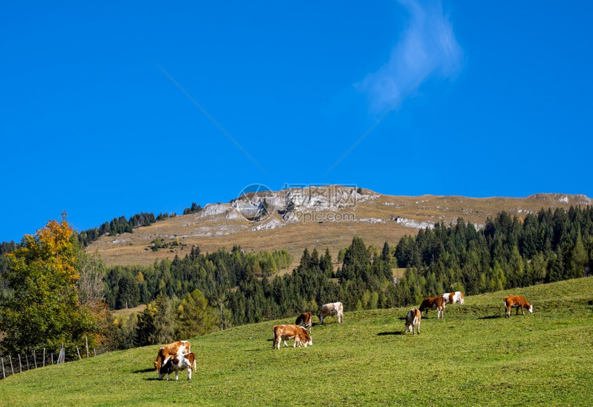 奥地利多夫加斯坦附近的山坡风景上和平的秋天午牧场和徒步路上的牛群图片