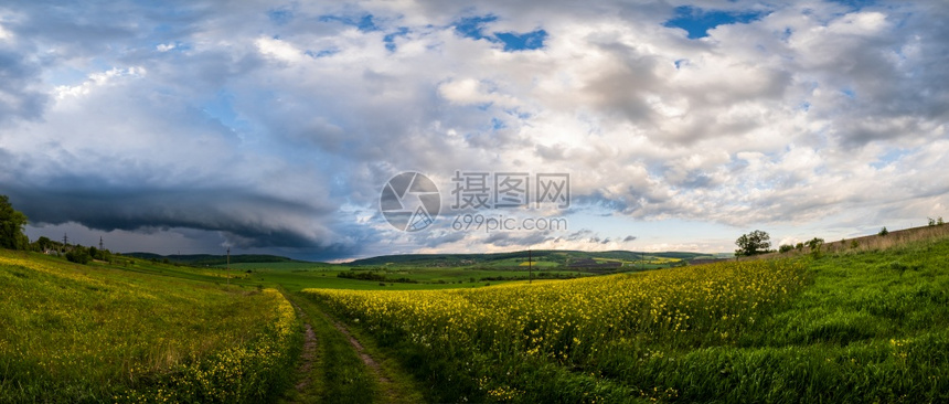 暴雨前草地与盛开的油菜花图片