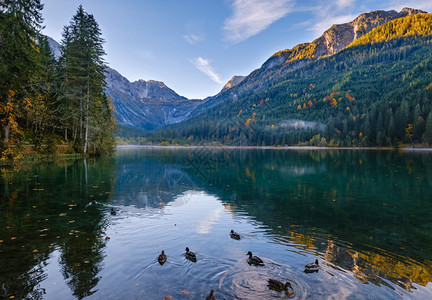清晨秋天阿尔卑斯山AlpineJaegersee湖上面有鸭群和山丘克莱纳尔Kleinarl萨尔茨堡LandSarburz奥地利图背景图片