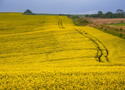 春黄色的青菜籽田地面道路云天和绿山自然季节生态农业村的美丽概念背景图片