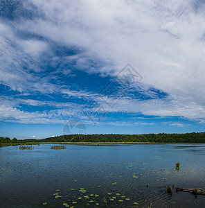 夏季平原湖生长过量有水百合和图片