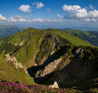 夏季山坡上的粉红玫瑰花朵皮普伊万山喀尔巴阡乌克兰喀尔巴阡山图片