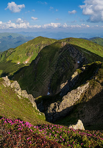 夏季山坡上的粉红玫瑰花朵皮普伊万山喀尔巴阡乌克兰喀尔巴阡山图片