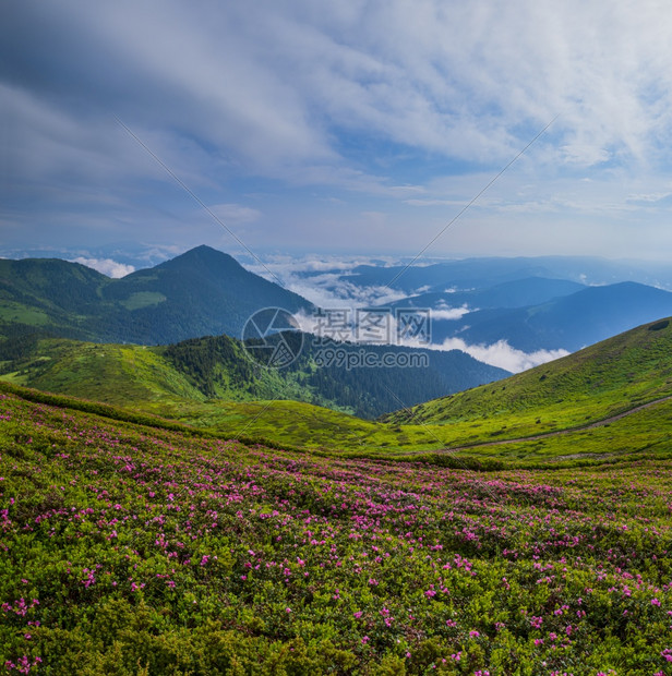 粉红玫瑰花朵夏季早晨雾山坡皮普伊万山喀尔巴阡乌克兰喀尔巴阡山图片