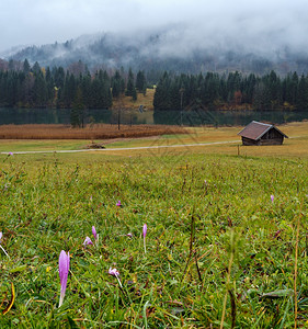 德国巴伐利亚草地的紫色花朵图片