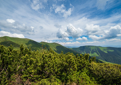 夏季山脊和矮小的高山松树丛乌克兰喀尔巴阡山MarmarosPipIvan山图片