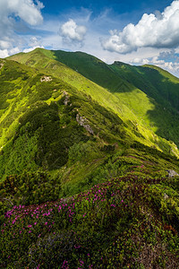 夏季山坡上的粉红玫瑰杜鹃花乌克兰喀尔巴阡山MarmarosPipIvan山图片