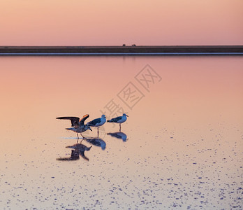 日落热尼切克粉红极咸湖由有晶状盐沉积的微藻色上海鸥鸟乌克兰图片