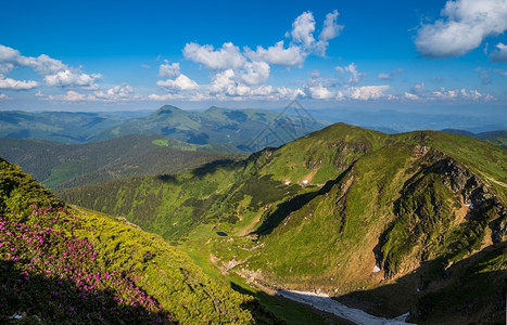 夏季山脊多岩石杜鹃花和矮小的高山松树丛生乌克兰喀尔巴阡山MarmarosPipIvan山图片