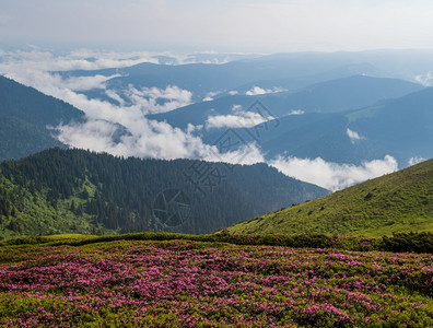 清晨多云的夏日山坡上粉红色的玫瑰杜鹃花盛开乌克兰喀尔巴阡山MarmarosPipIvan山图片