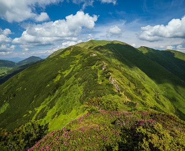 夏季山坡上的粉红玫瑰杜鹃花乌克兰喀尔巴阡山MarmarosPipIvan山图片