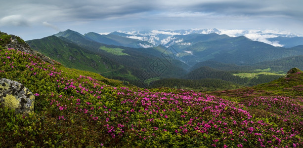 清晨多云的夏日山坡上粉红色的玫瑰杜鹃花盛开乌克兰喀尔巴阡山MarmarosPipIvan山图片