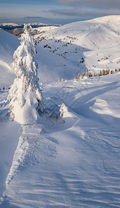 雪覆盖了山高原上的树面有远处的雪玉米在美丽的阿尔卑斯山脊上阳光灿烂图片