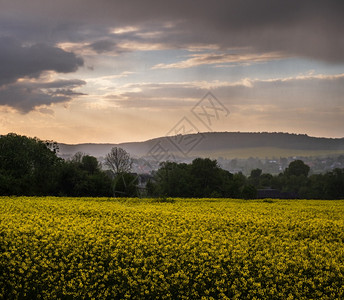 春黄色的播种菜籽田雨天后的云和绿色农村山丘自然季节气候天生态农业村美貌概念场景图片