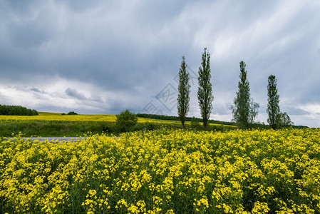 位于公路附近的高柱树群穿过春种黄籽露天景象阳光下有云的天空自然季节良好天气候生态农业村美貌概念图片