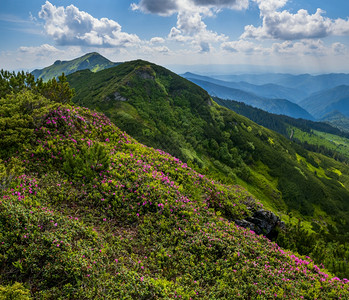 夏季山坡上的粉红玫瑰杜鹃花乌克兰喀尔巴阡山MarmarosPipIvan山图片