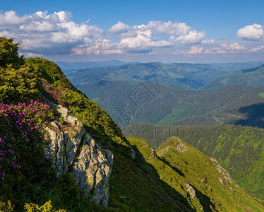 夏季山坡上的粉红玫瑰花朵皮普伊万山喀尔巴阡乌克兰喀尔巴阡山图片