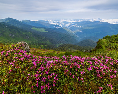 清晨多云的夏日山坡上粉红色的玫瑰杜鹃花盛开乌克兰喀尔巴阡山MarmarosPipIvan山图片